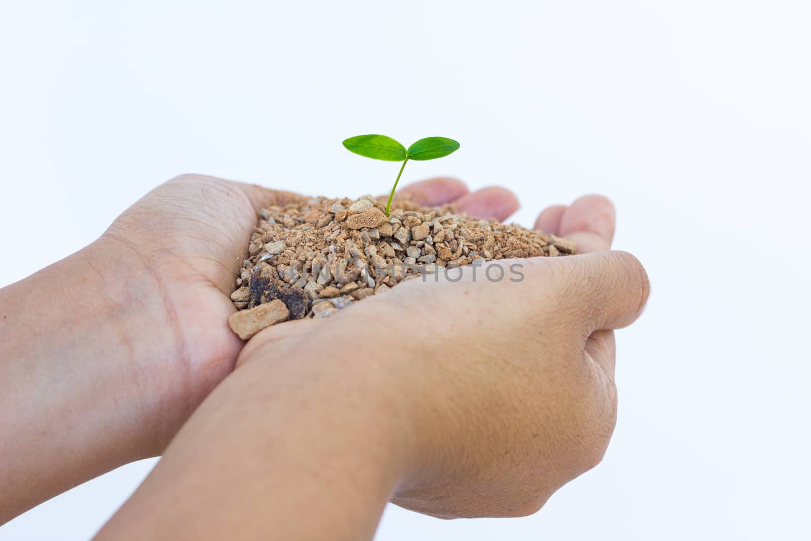 Hand and plant isolated on white background