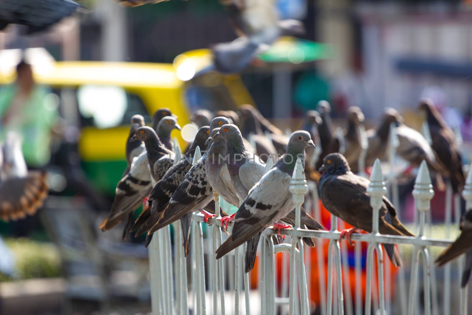 Gray pigeons sitting on the metal fence
