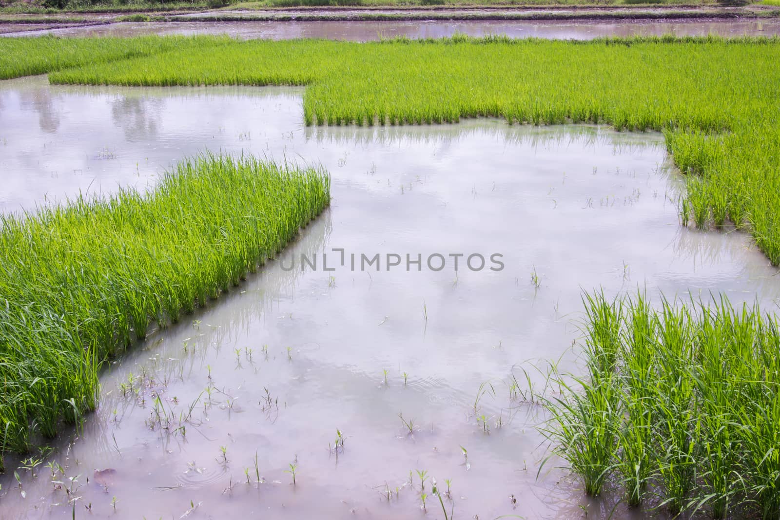 rice field in thailand with copyspace