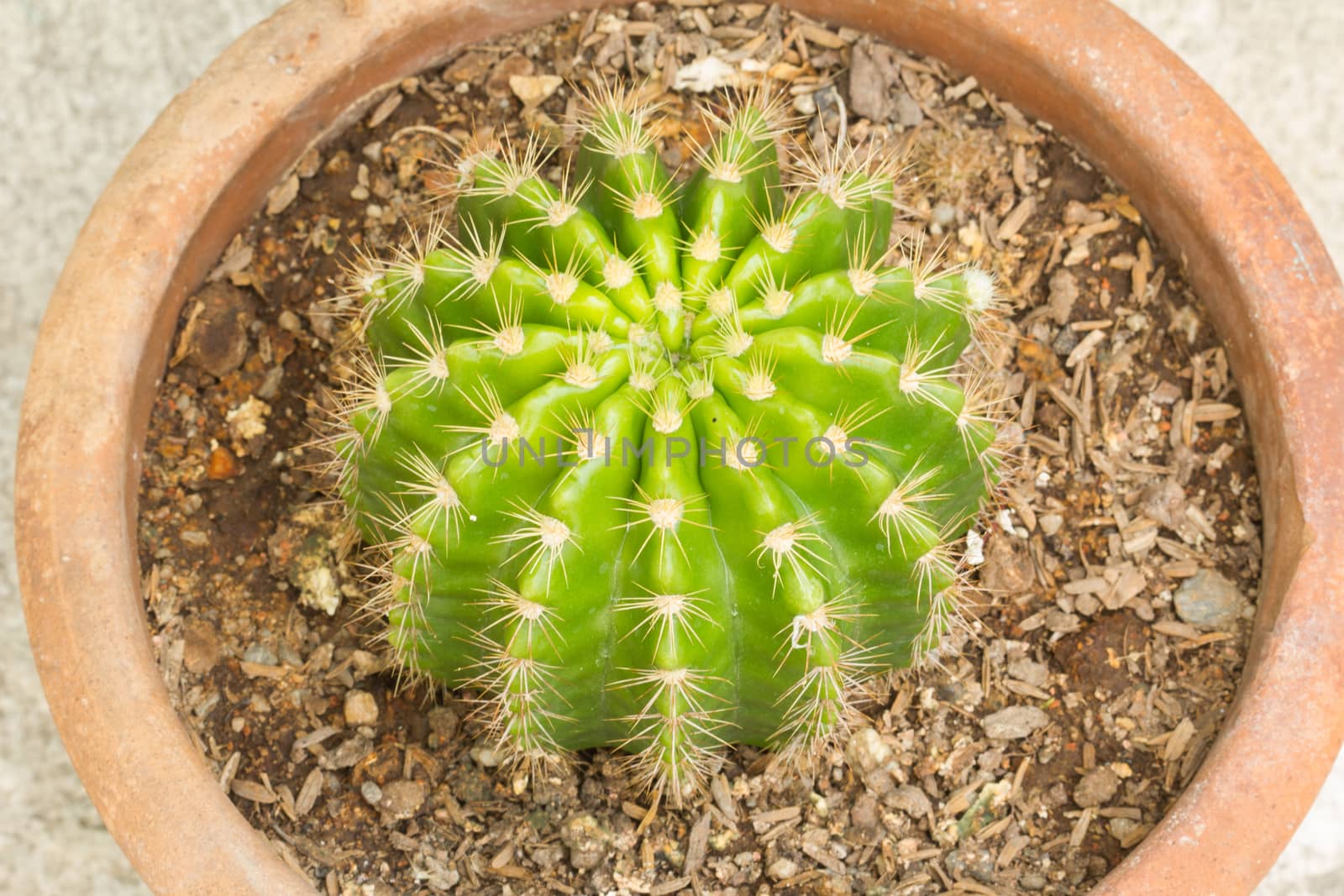 cactus in flowerpot, closeup.