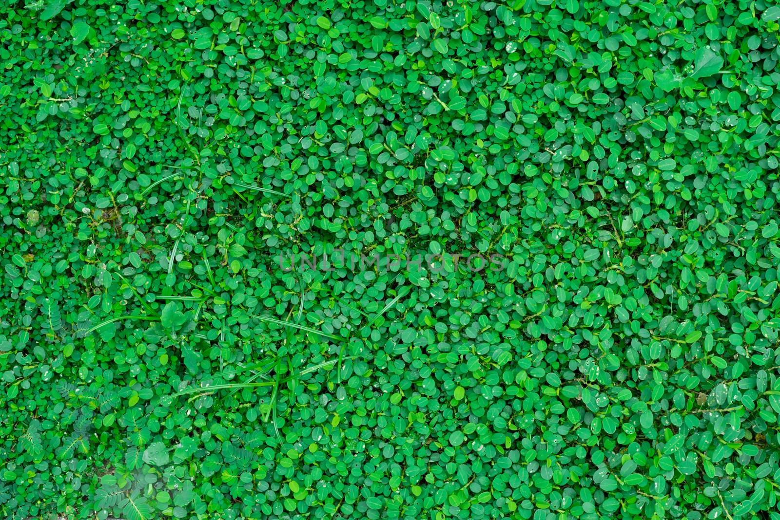 Green Leaf Weed Plant Background on backyard