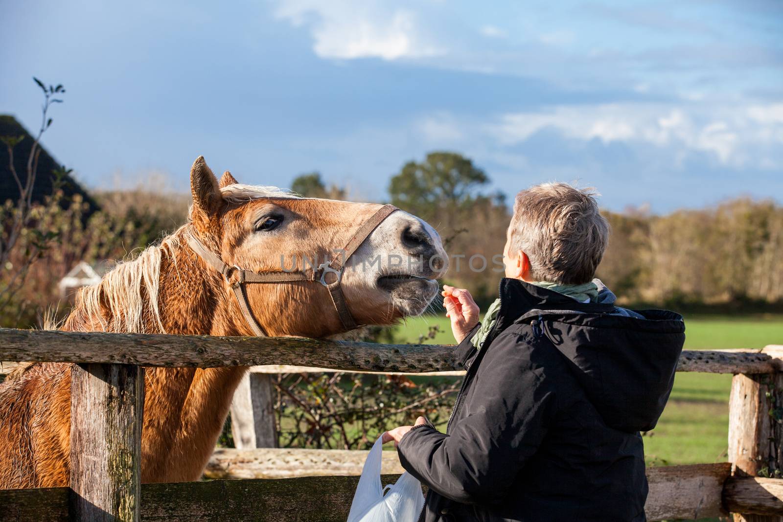 Elderly couple laughing and having fun petting a horse in a paddock on a cold sunny winter day as they enjoy the freedom of their retirement