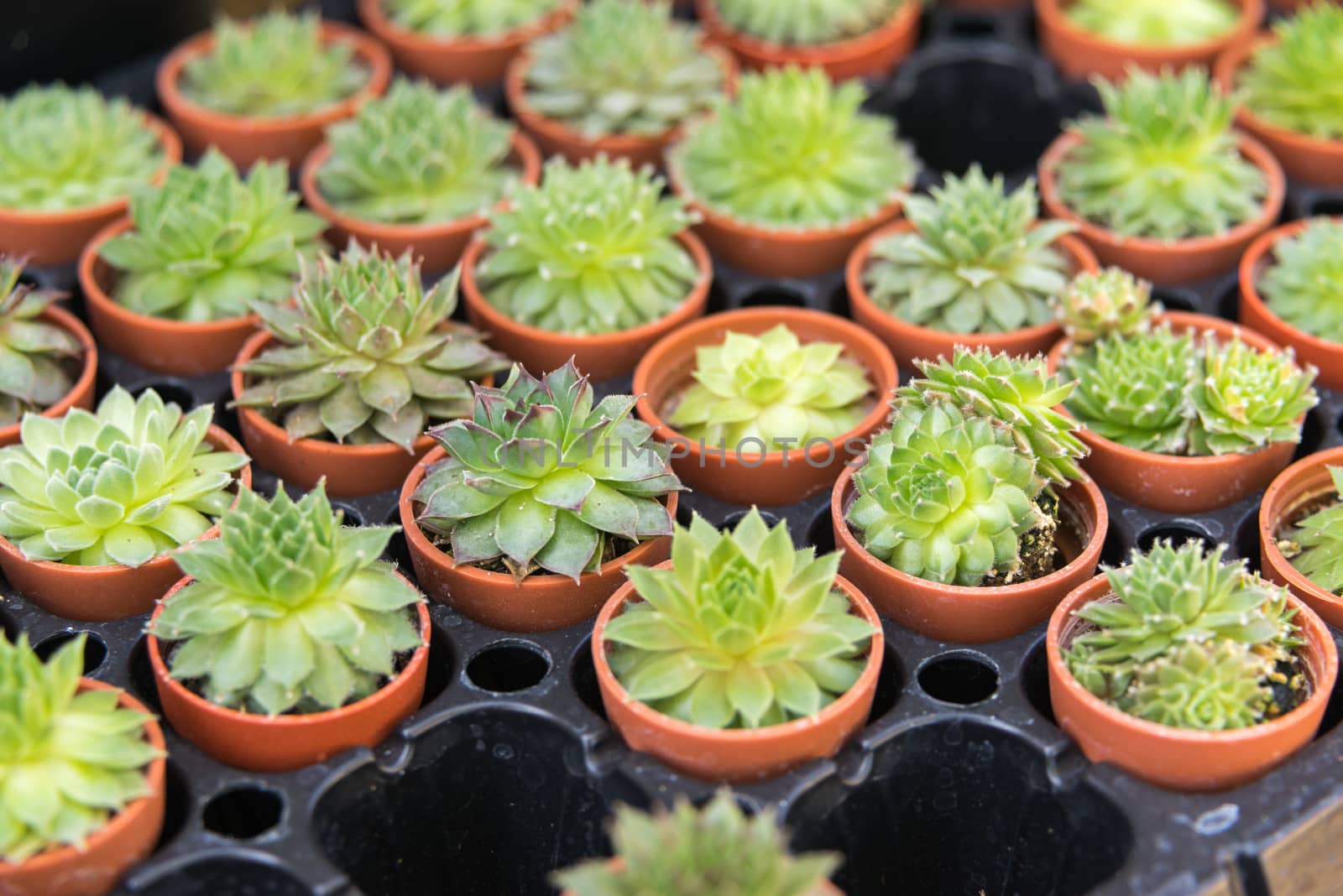 Succulent plant in a little jardiniere display in row at flower shop