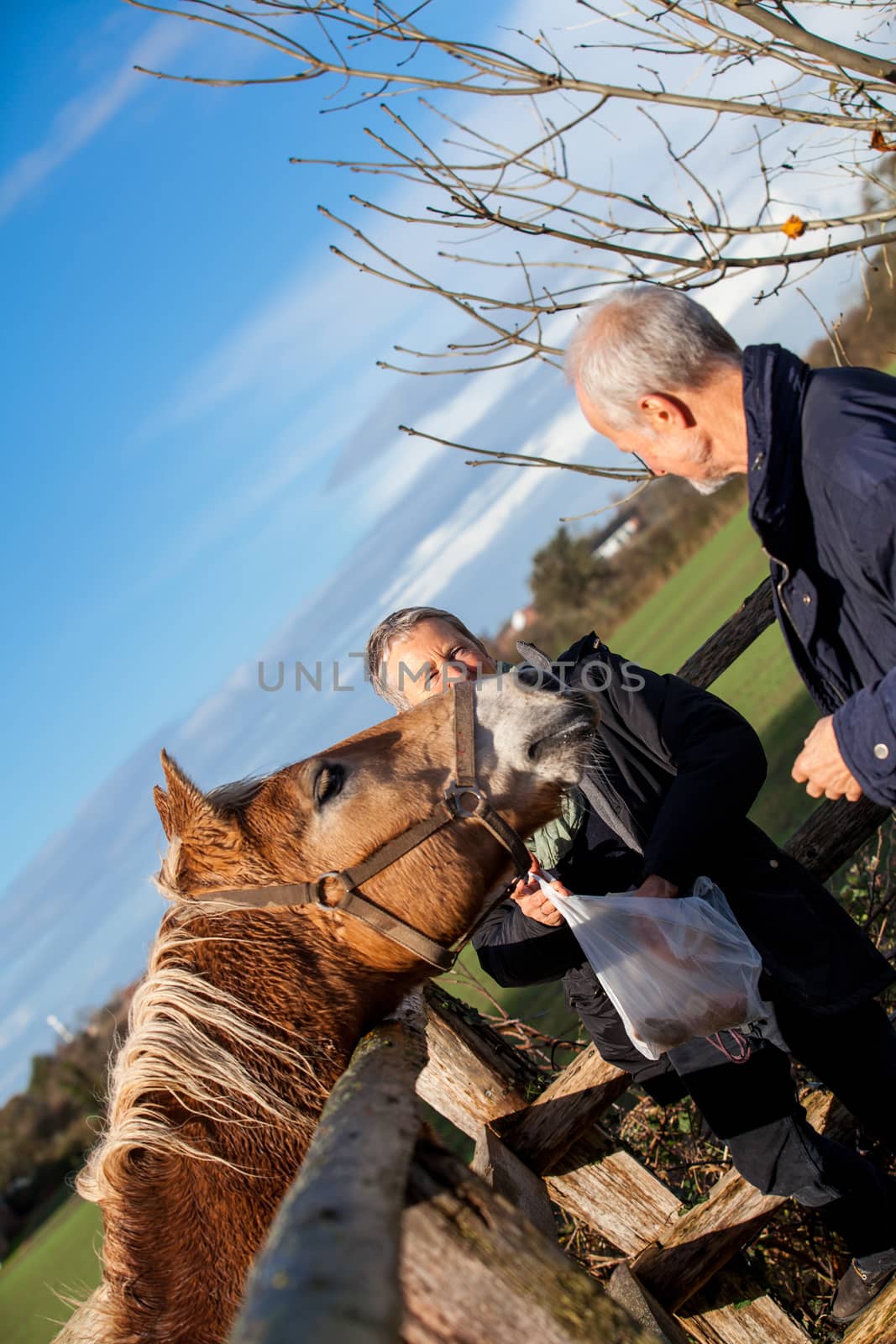 Elderly couple laughing and having fun petting a horse in a paddock on a cold sunny winter day as they enjoy the freedom of their retirement