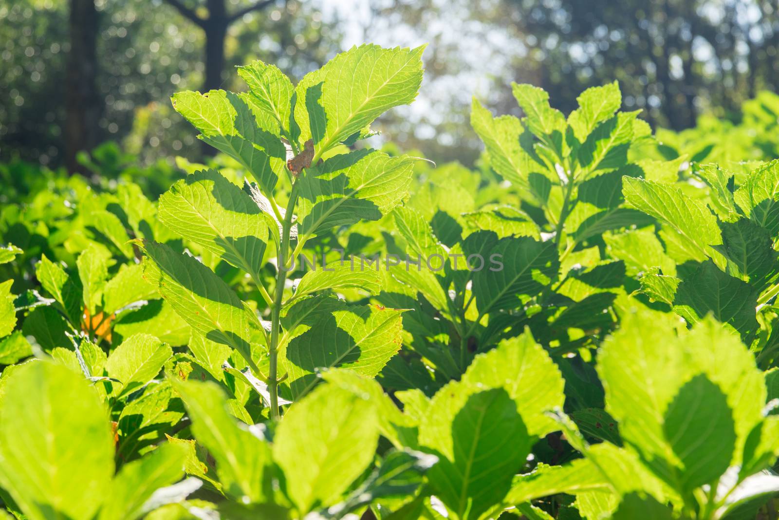 grean tea leaf photosynthesize in a sunny day among garden