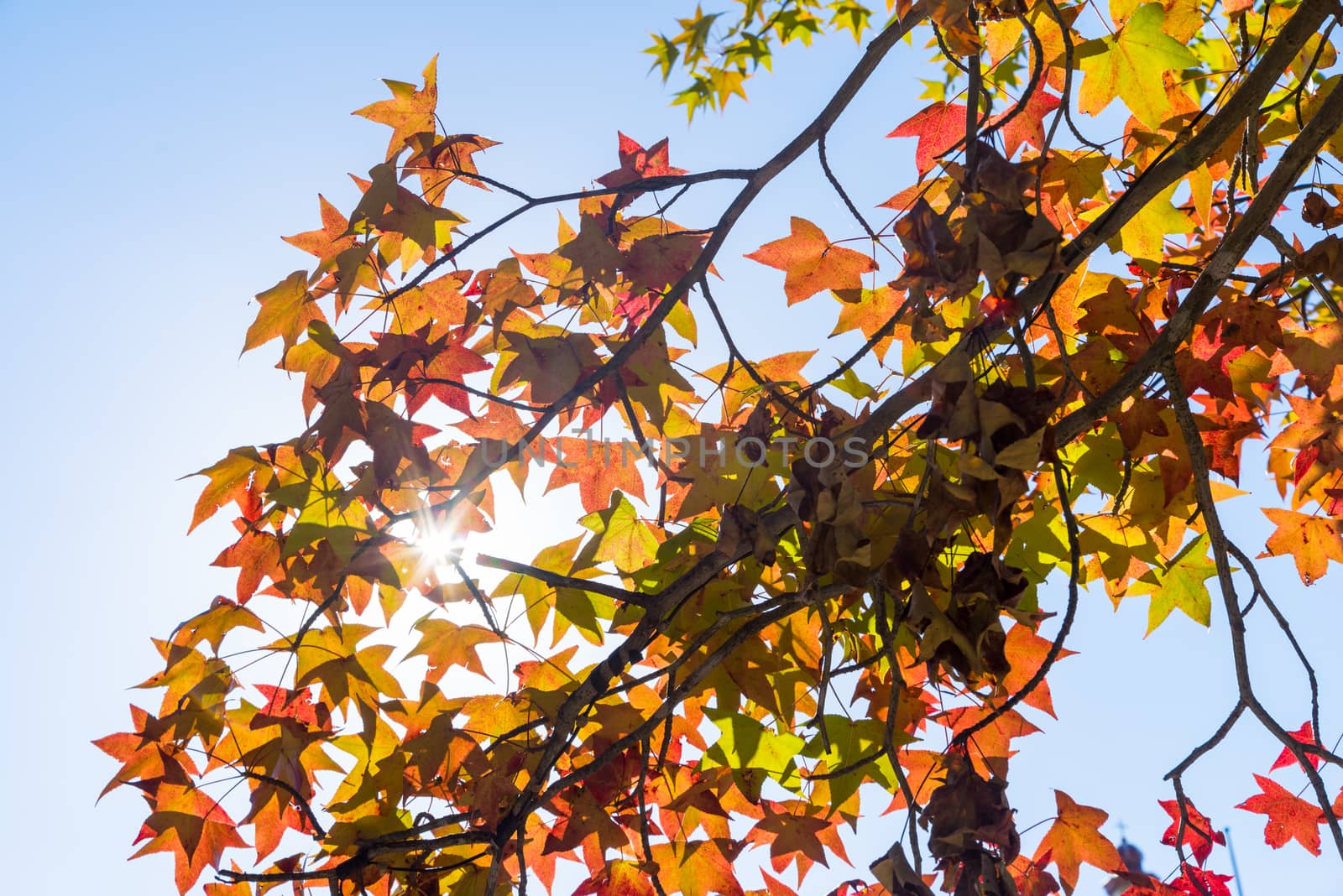 Autumn maple leaves on a nice sunny day, sky in the background