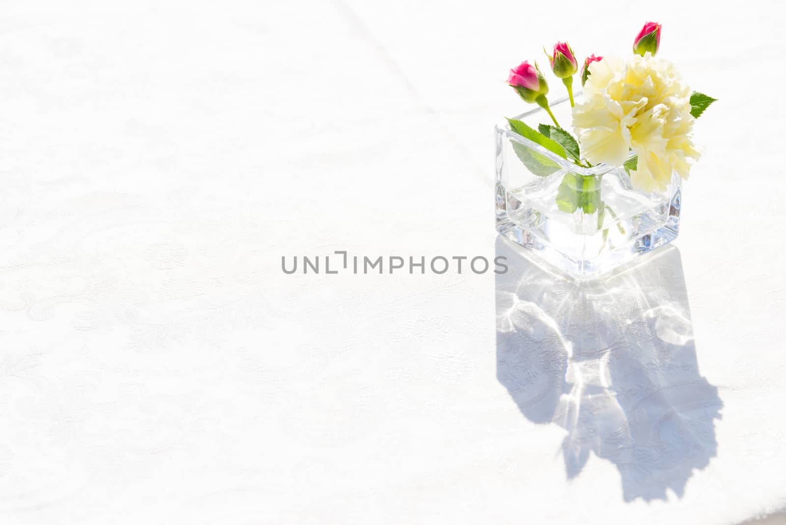 white carnation flowers in the tranparent glass with sunlight behind