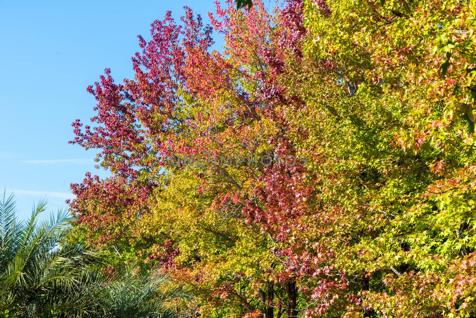 Autumn maple leaves on a nice sunny day, sky in the background