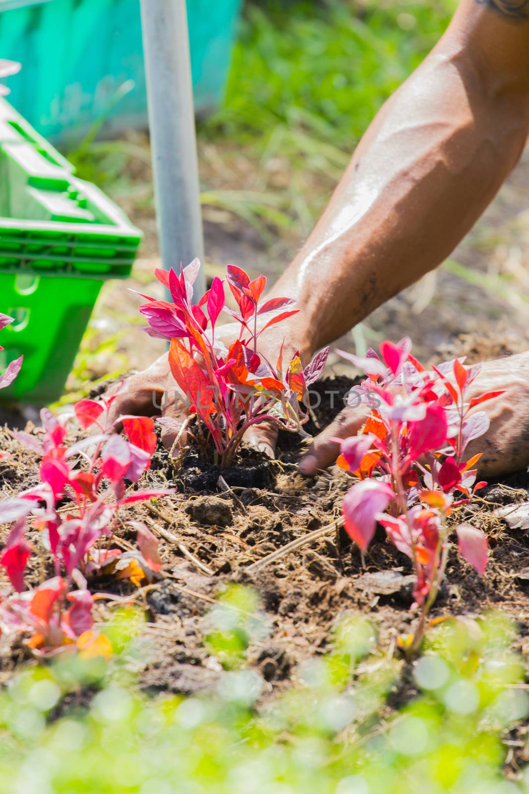 farmer's hands growing a young red tree / save the world / heal the world / love nature, with blured green foreground, in strong sunshine