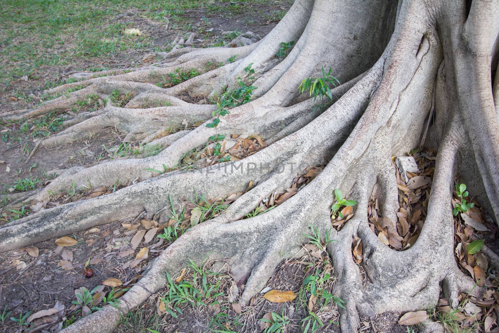 The root of the tree in the green grass