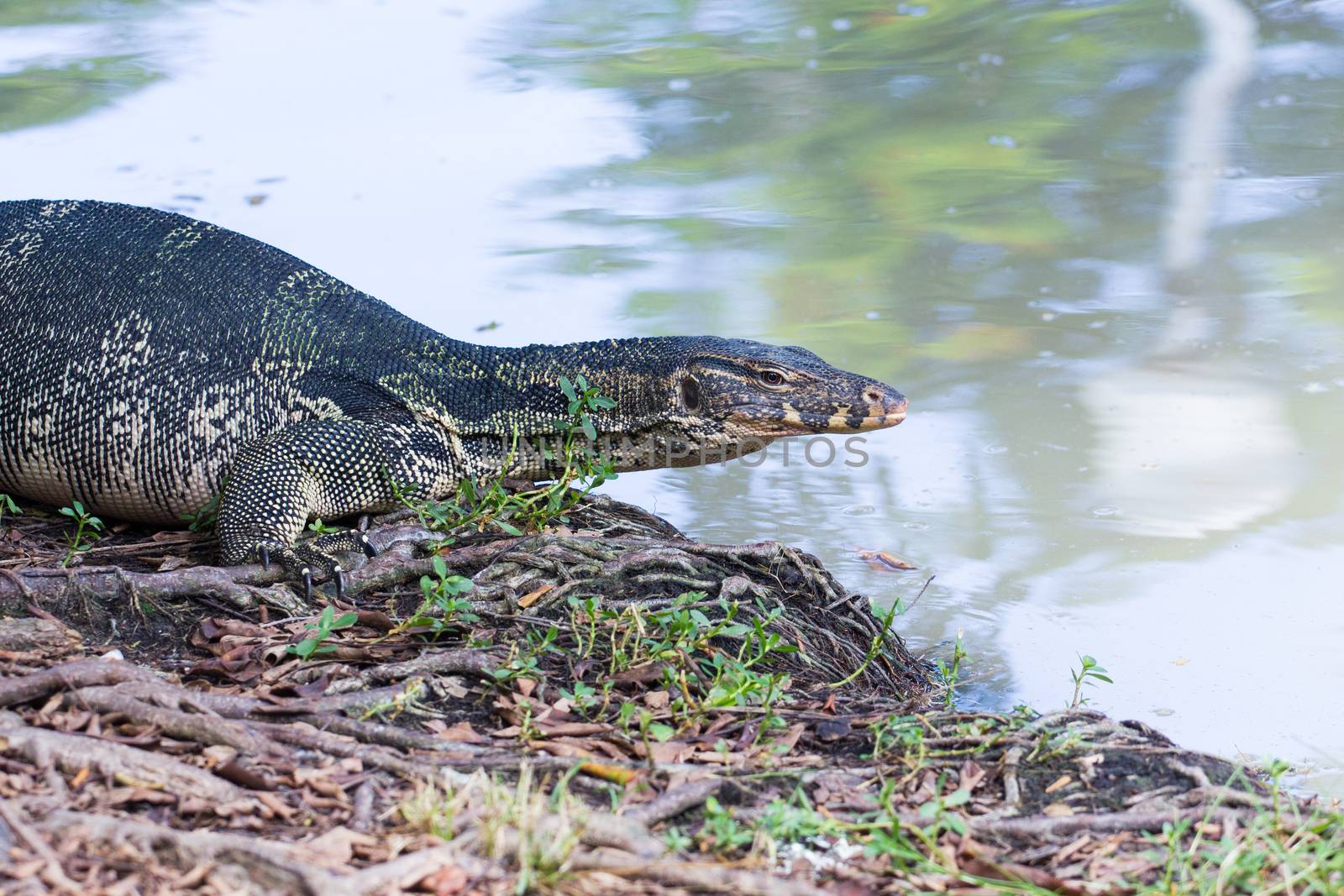 Closeup of monitor lizard - Varanus on green grass focus on the varanus eye