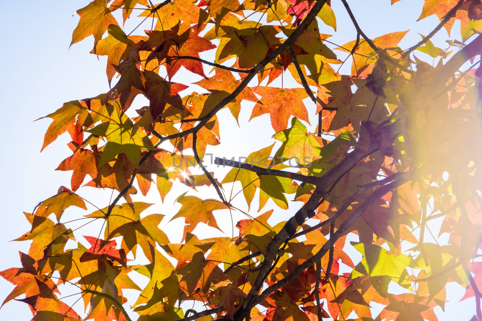 Autumn maple leaves on a nice sunny day, sky in the background