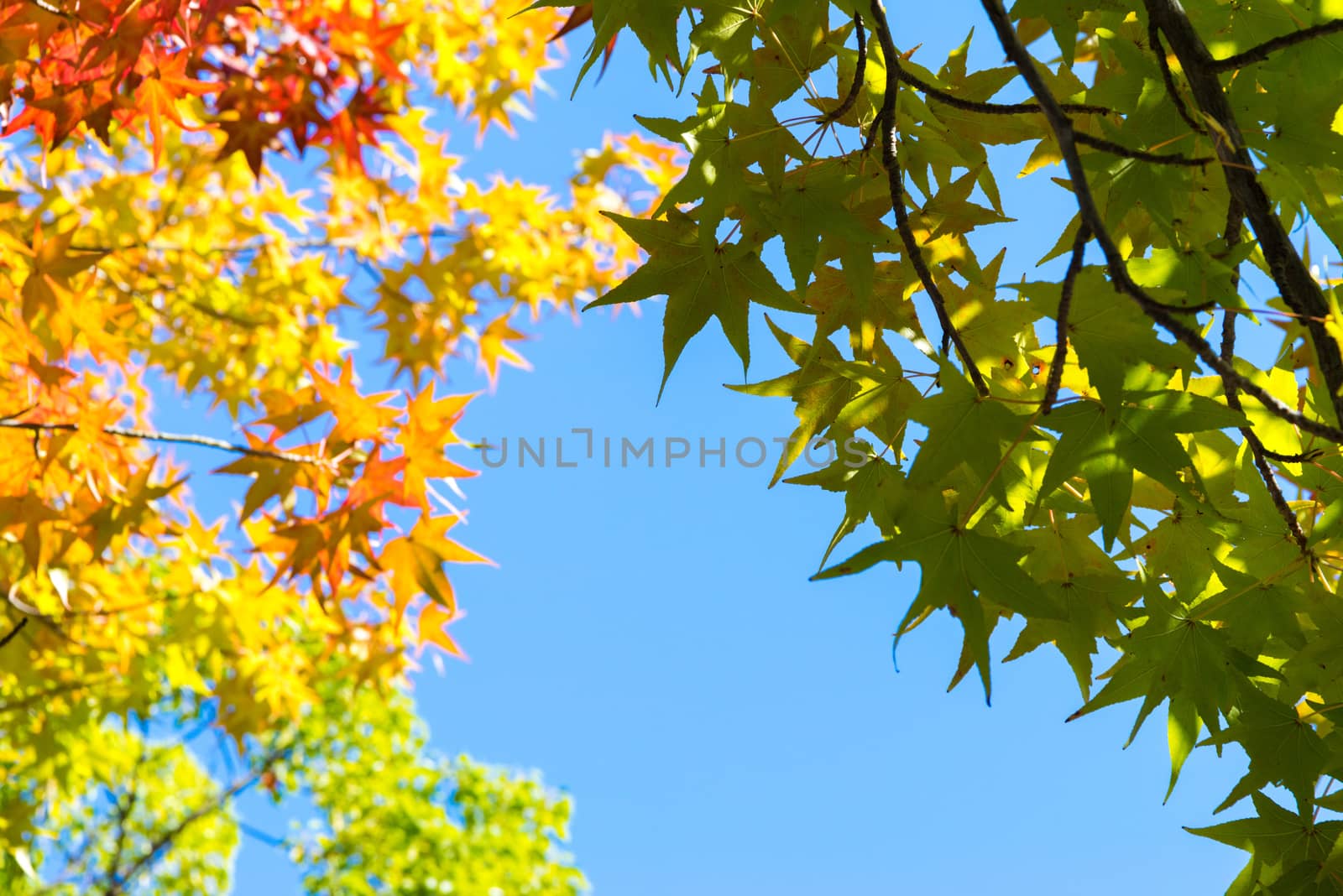 Autumn maple leaves on a nice sunny day, sky in the background