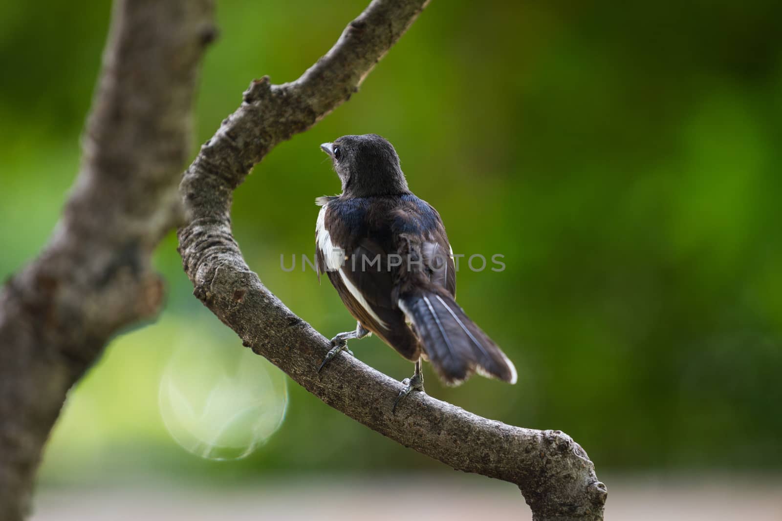 Pied Fantail Rhipidura javanica, on the tree