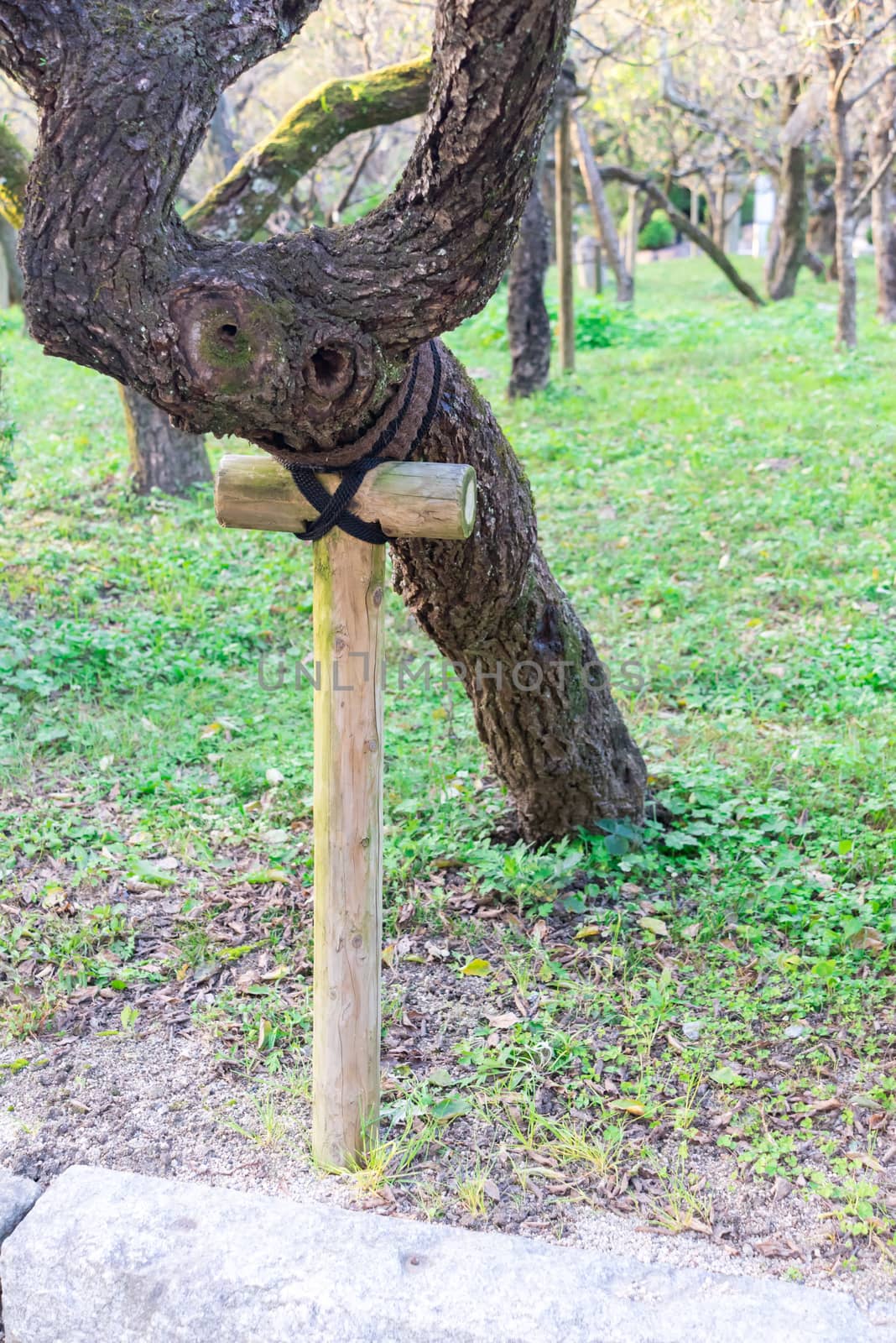 tree supporter in the park using rope and wood