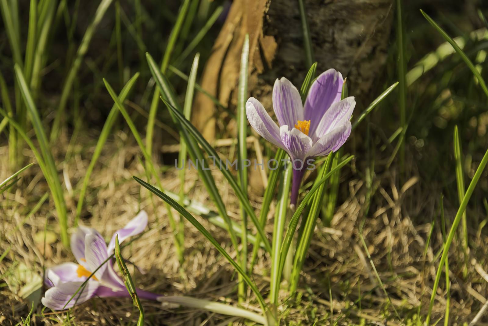 A purple crocus is withered and lying on the ground.  Another crocus is vital and blooming. Life and death
