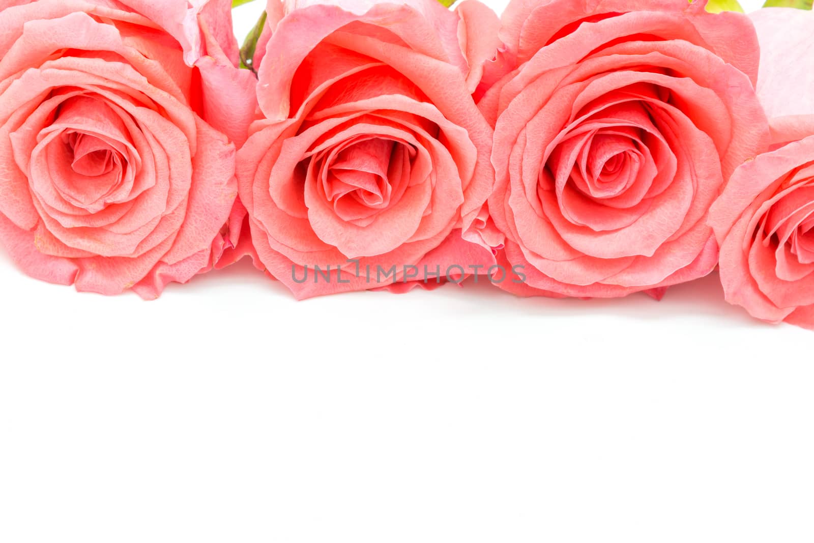 Beautiful pink rose flower, isolated on white background