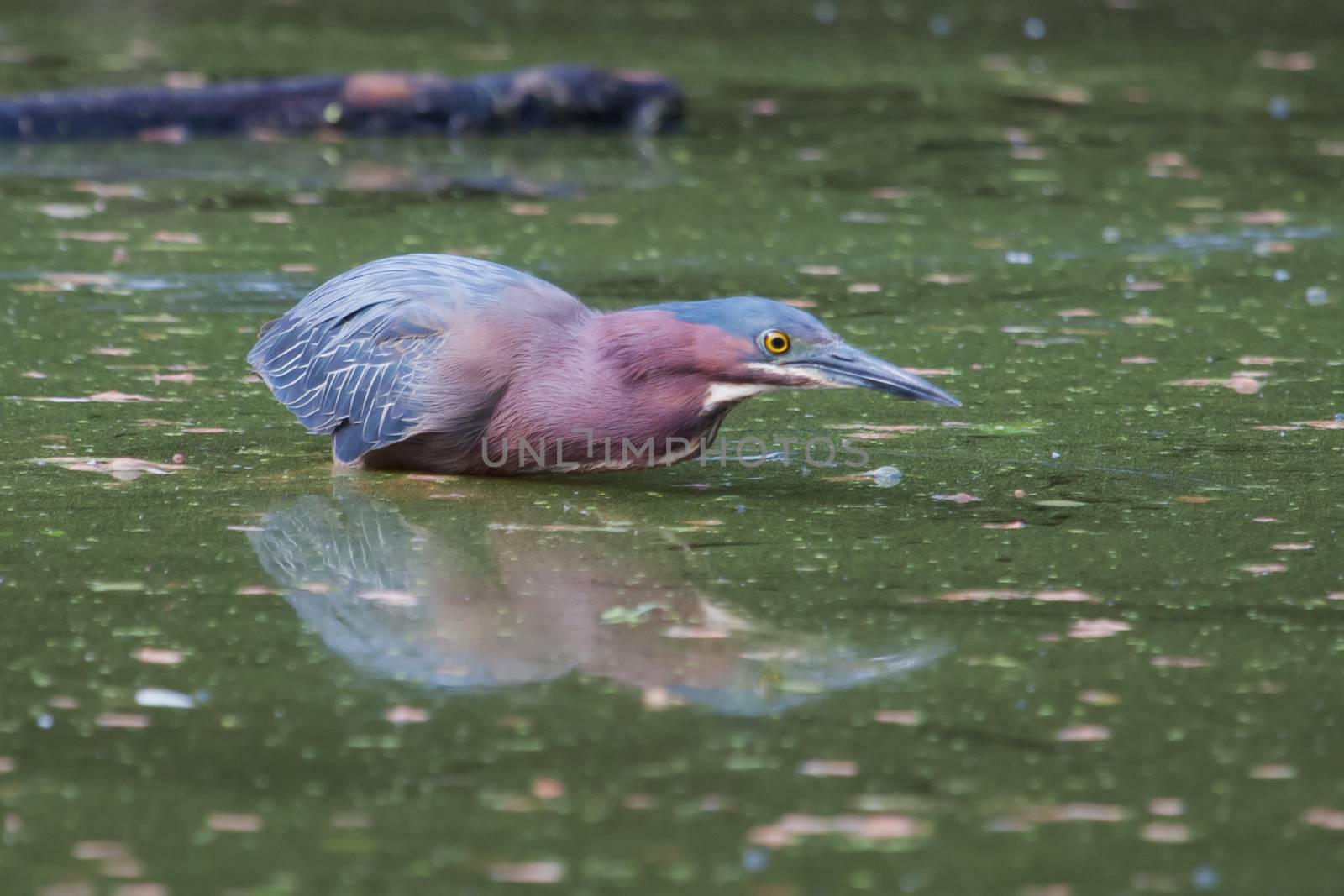 Green Heron hunting on water in his habitat