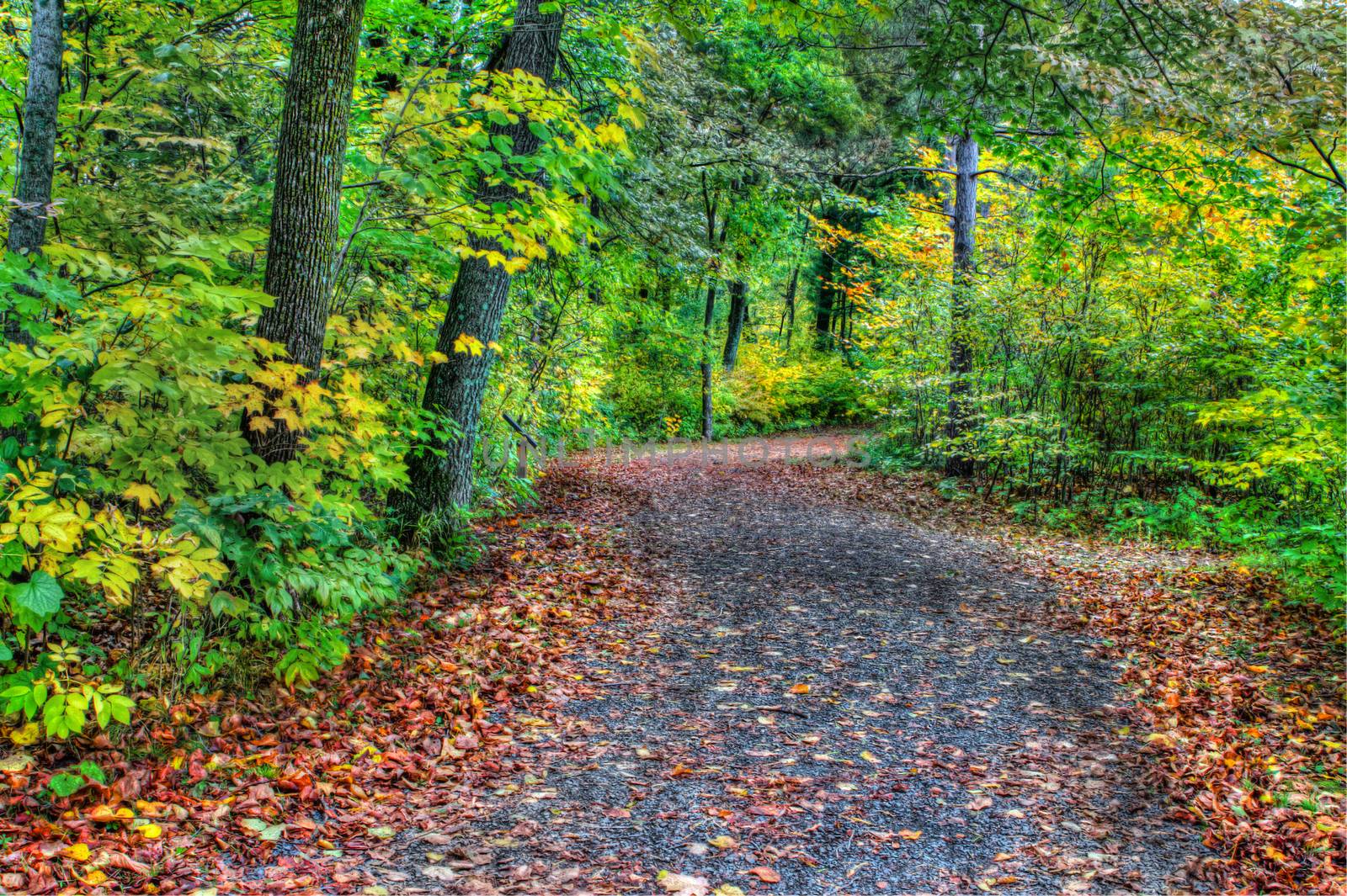 HDR of a forest path during fall colors in soft focus.