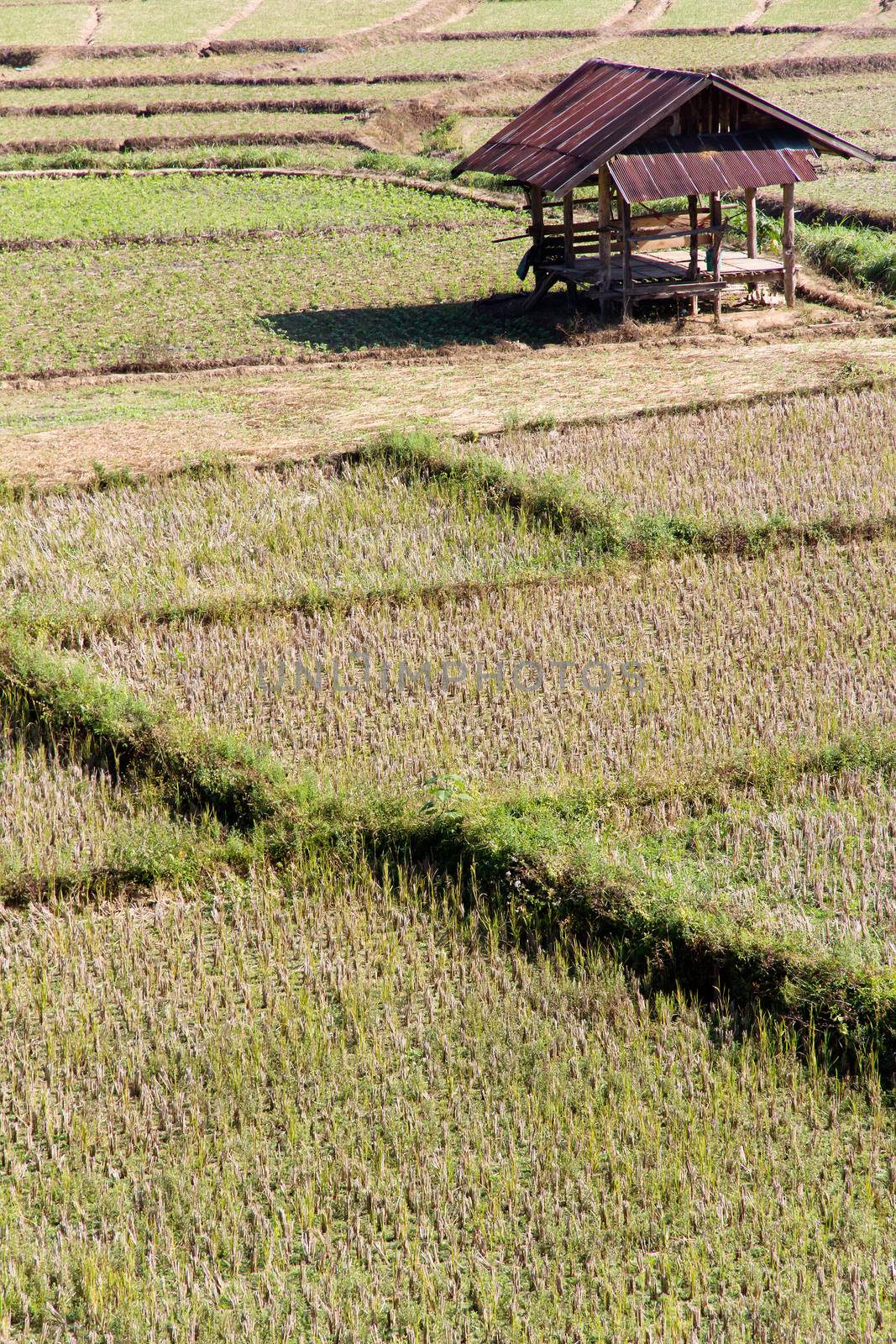 Traditional farming.Rural field at pai district, Mae Hong Son Province,Thailand.