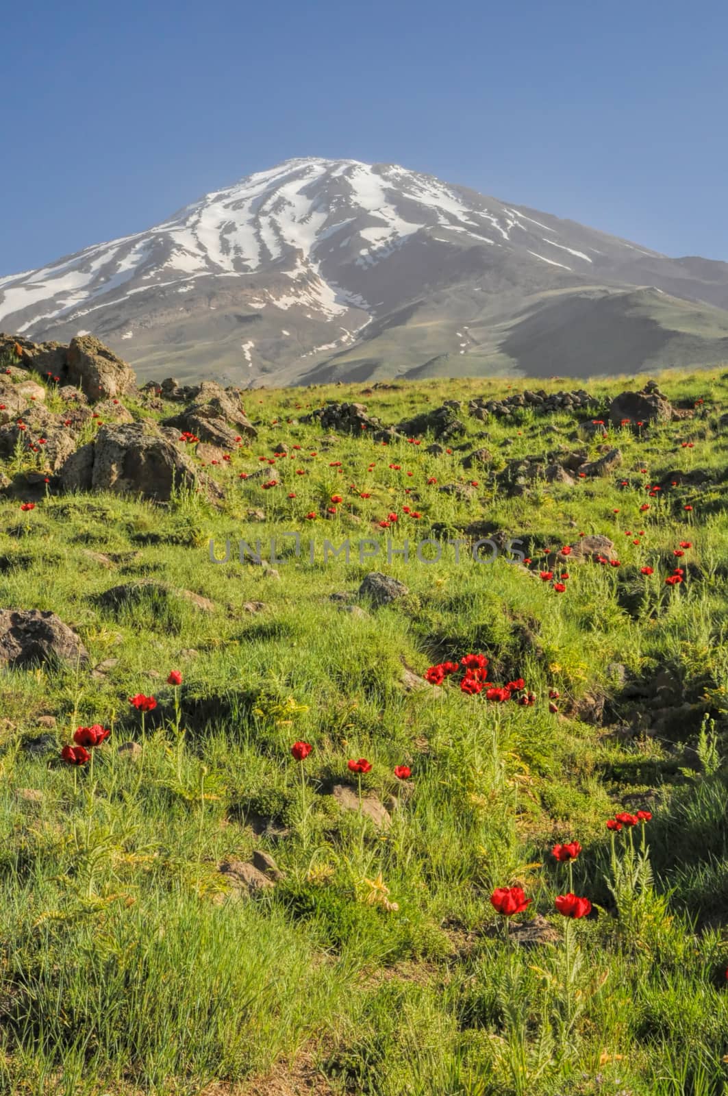 Scenic green meadow with poppies and volcano Damavand in the background, highest peak in Iran