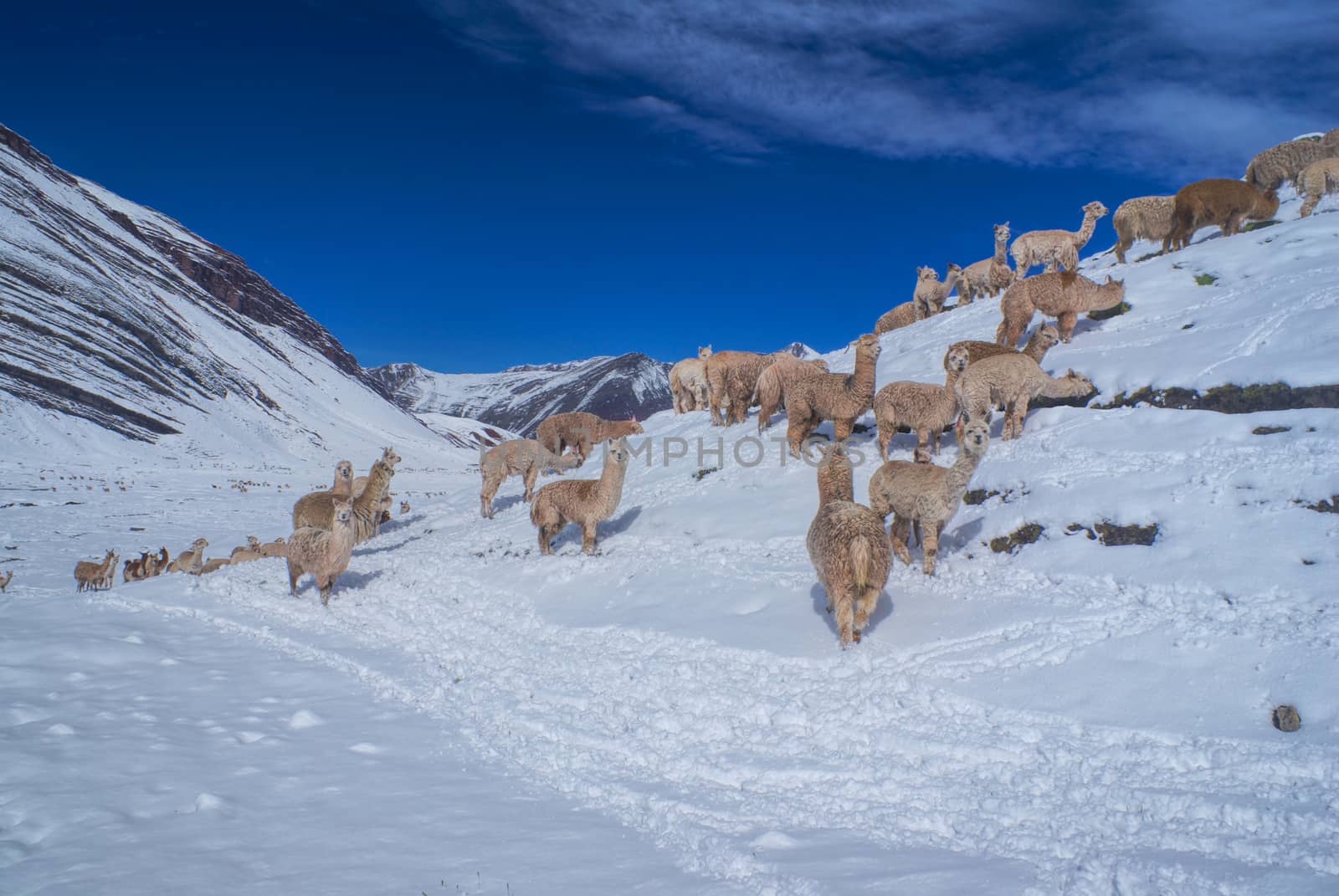 Fury domestic alpacas on snow in high altitudes in peruvian Andes, south America