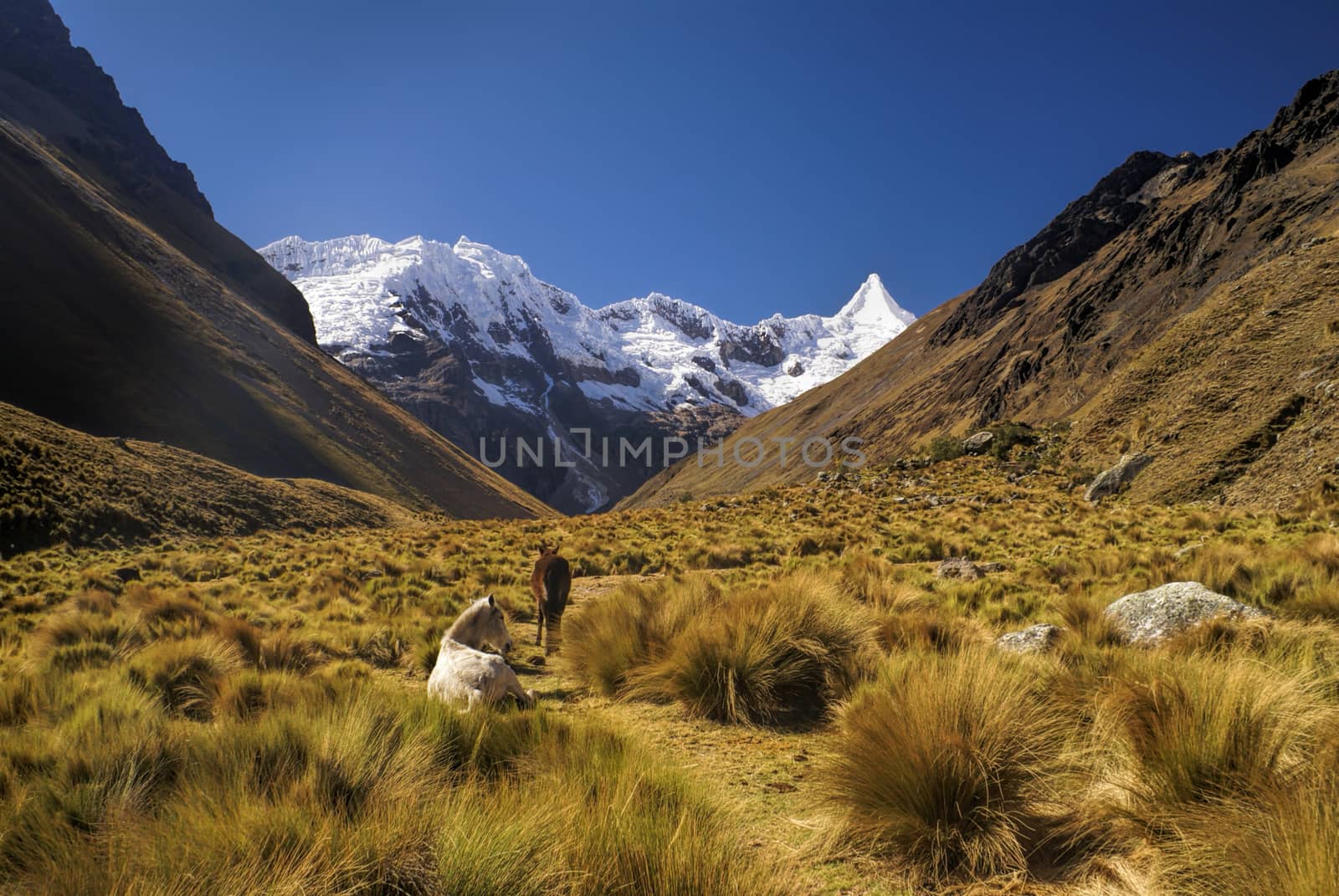 Horses grazing in valley between high mountain peaks in Peruvian Andes