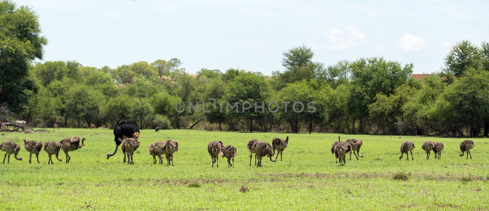 An Ostrich herd grazing at the Gaborone Game Reserve in Gaborone, Botswana