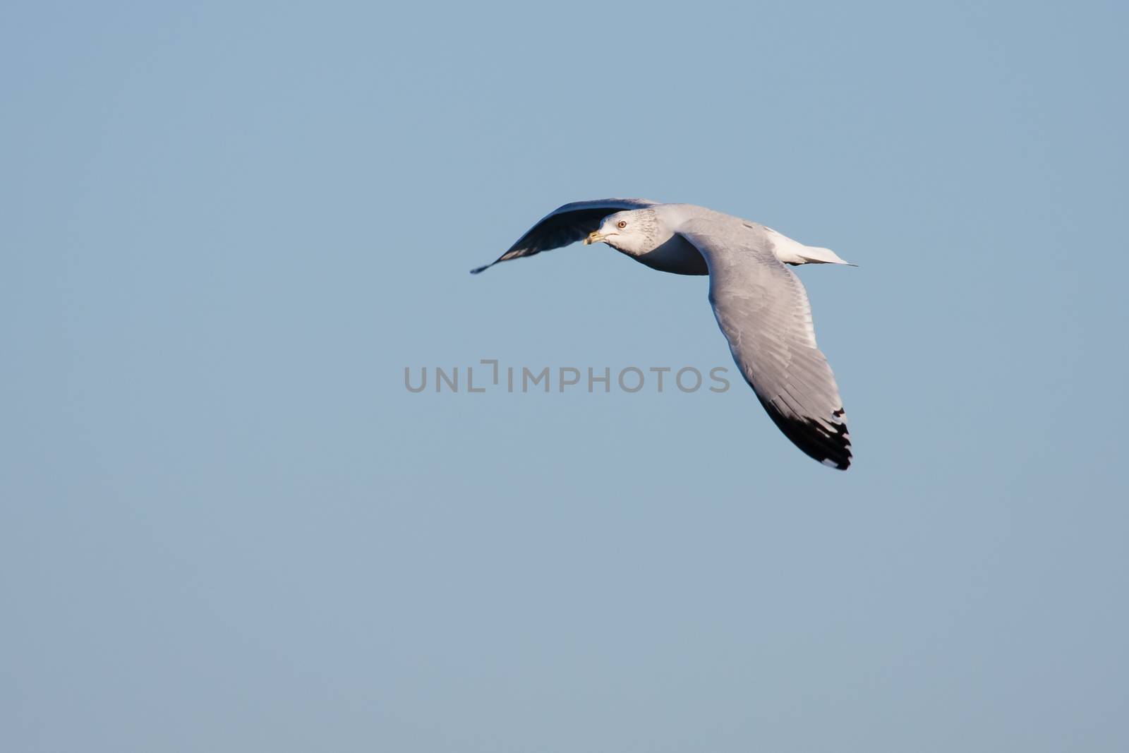 Seagull in flight by Coffee999