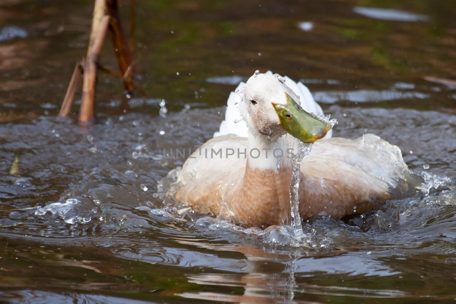 White duck with green bill splashing in a small pond.