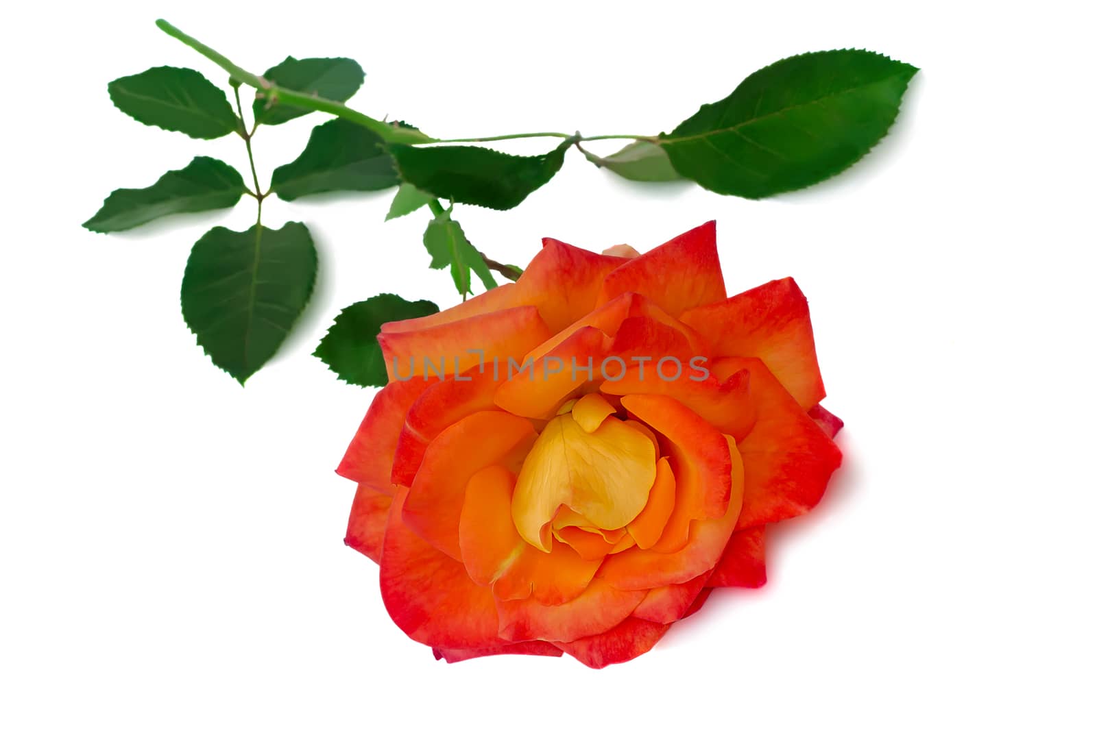 Big beautiful red rose leafs. Presented on a white background