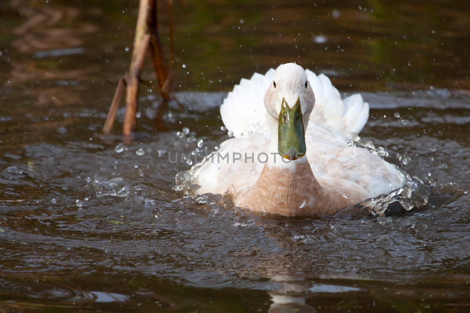 White duck with green bill splashing in the water by Coffee999