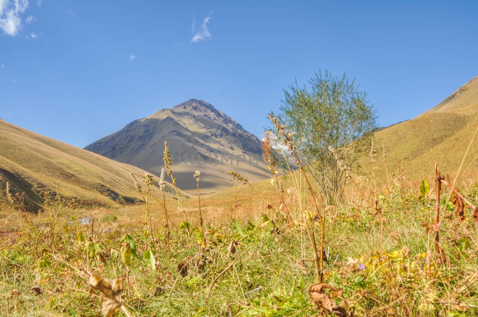 Scenic nature in green grasslands in Kyrgyzstan