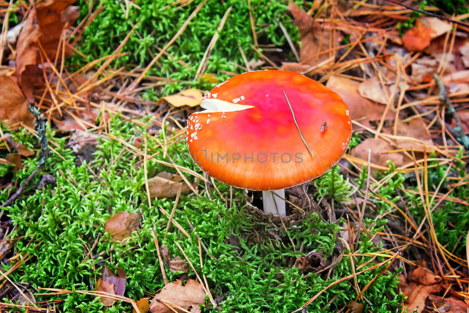 Mushroom mushroom in a forest glade. by georgina198