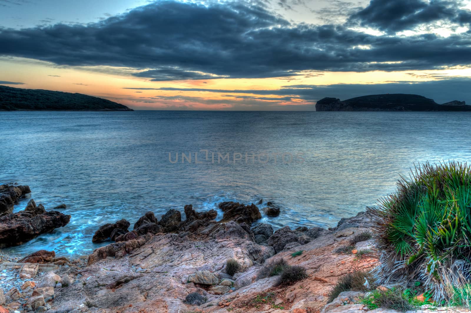 Seascape at sunset in winter with grass and a plant