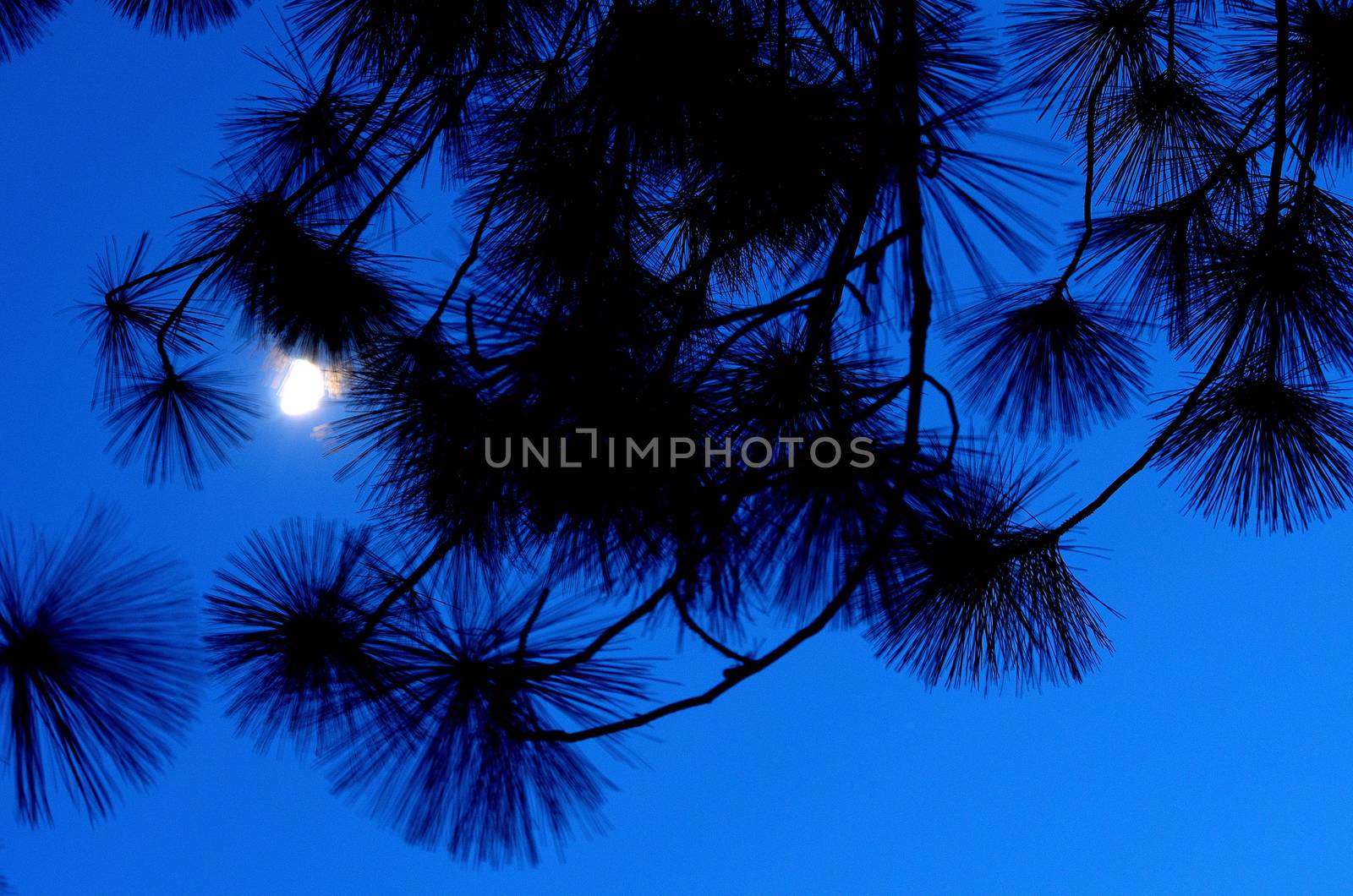 Moon light in the night sky with pine leaves silhouette 