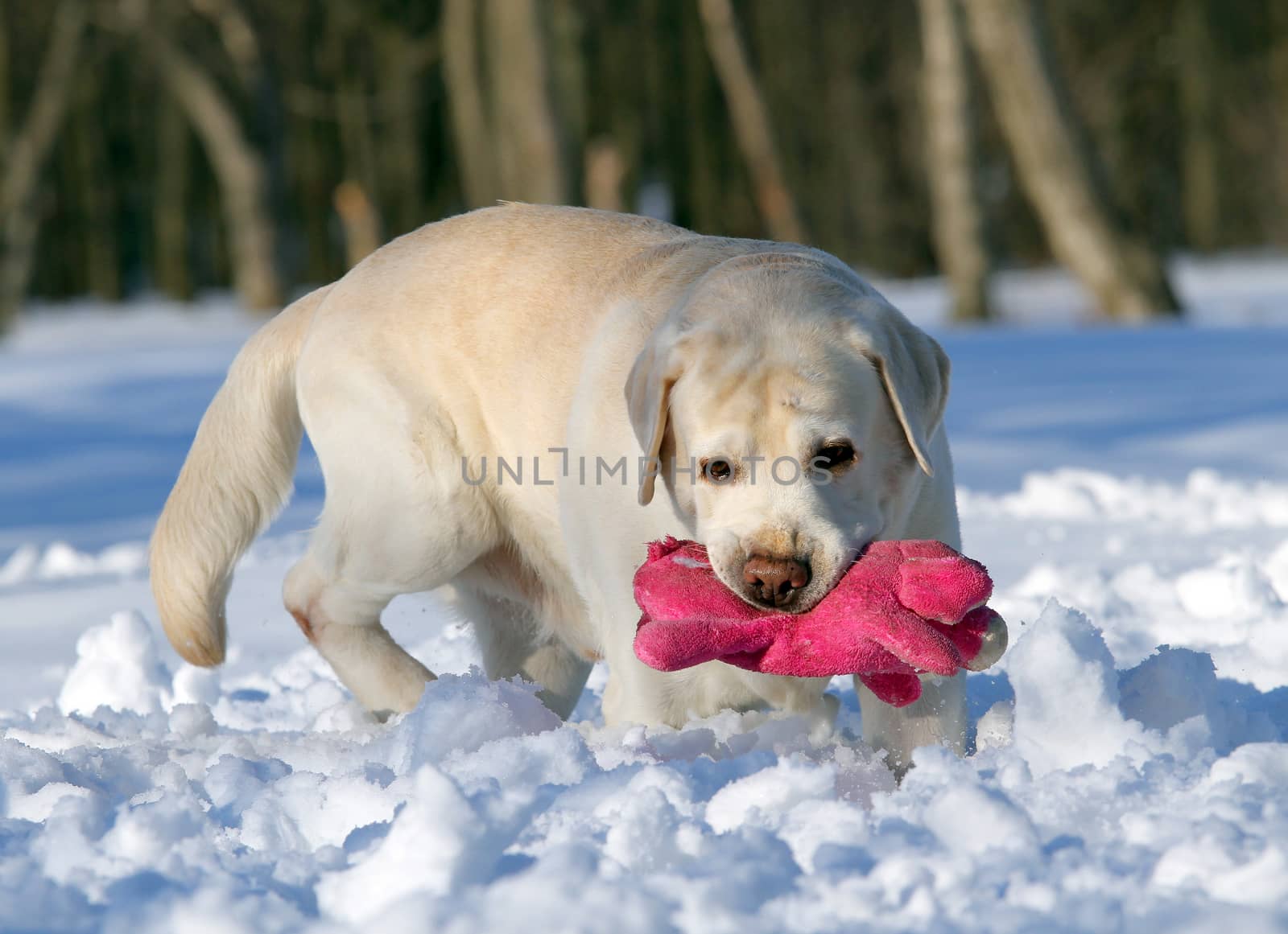 yellow labrador in the snow in winter with a pink toy portrait