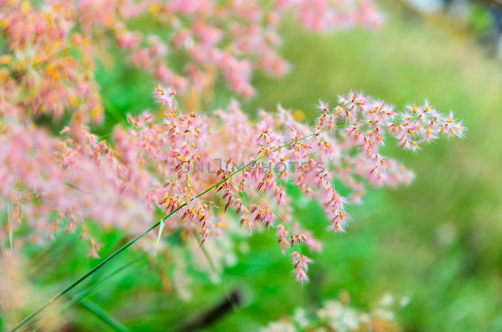 Beautiful pink flower of Melinis repens or Rose Natal Grass