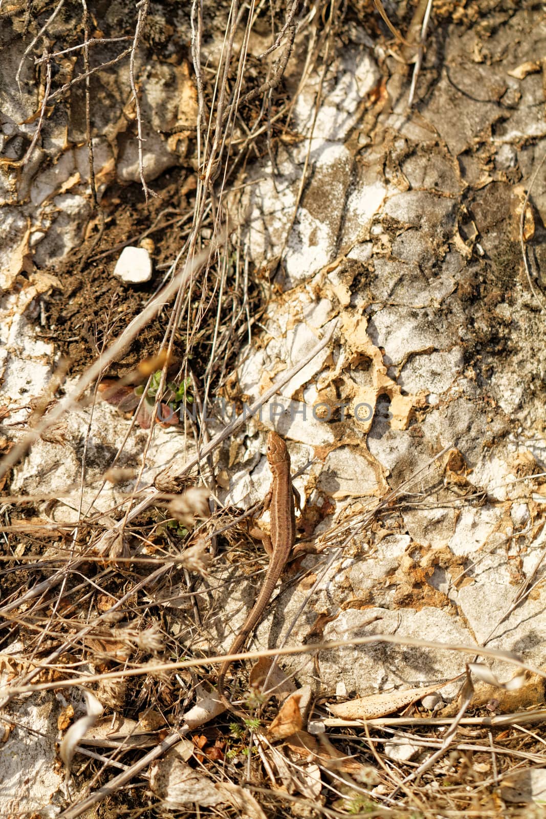 Photo of a small lizard in the hilly place