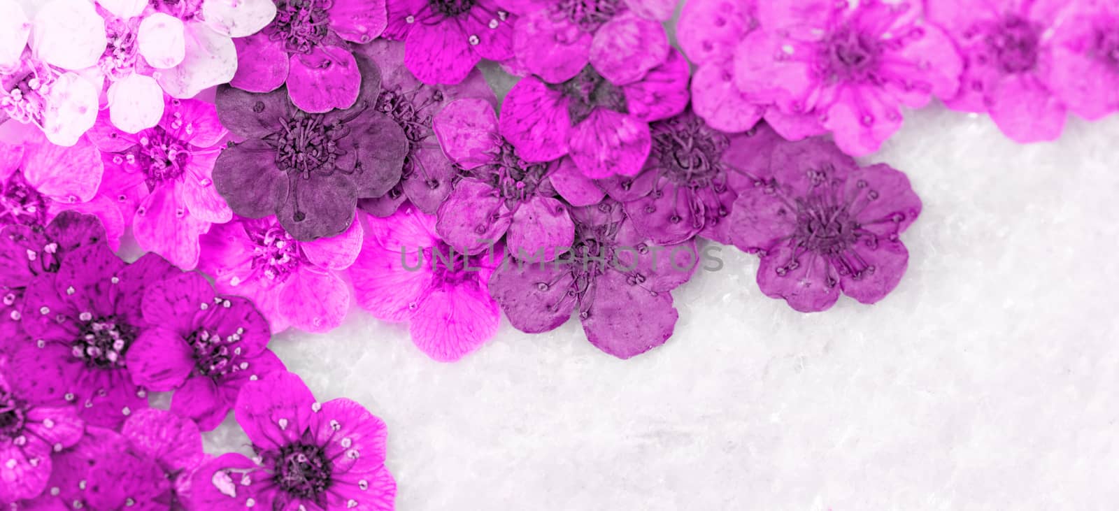 Decorative montage compilation of colorful dried spring flowers (magenta)