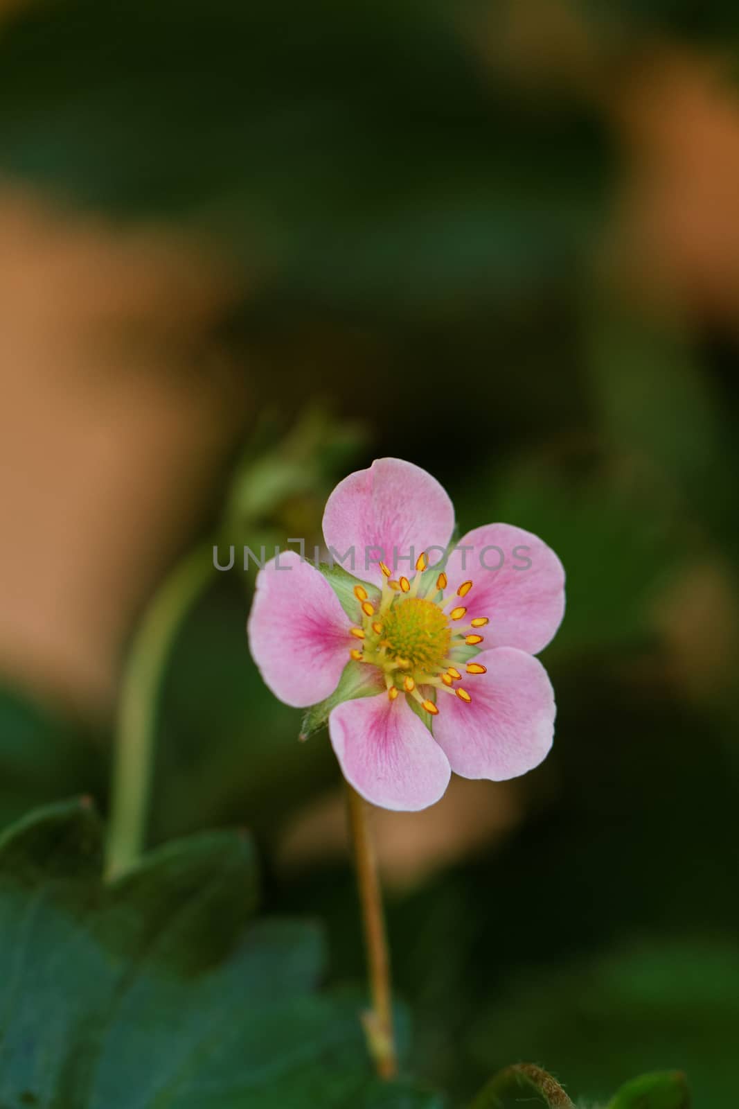 Pink flowers of strawberries in the morning dew