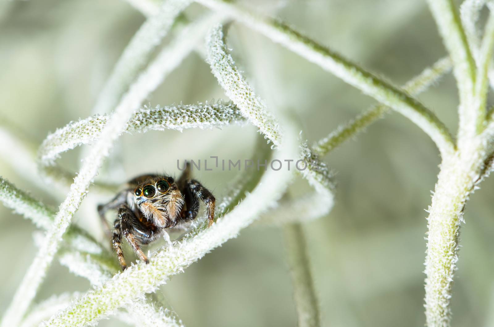 Black Jumping spider hiding in the white aerial roots of Spanish moss