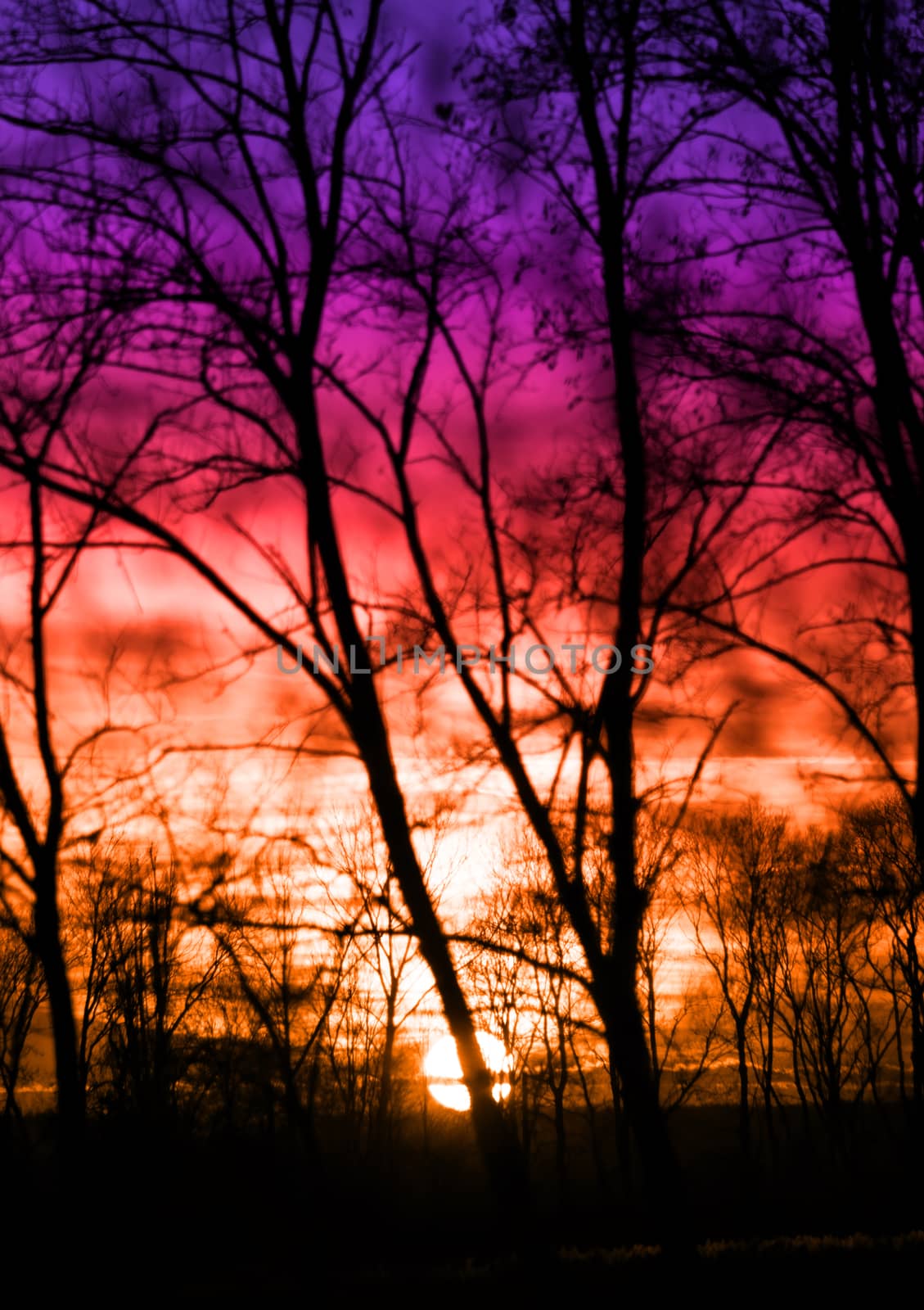 Tree branches on dramatic sunset sky - abstract photo