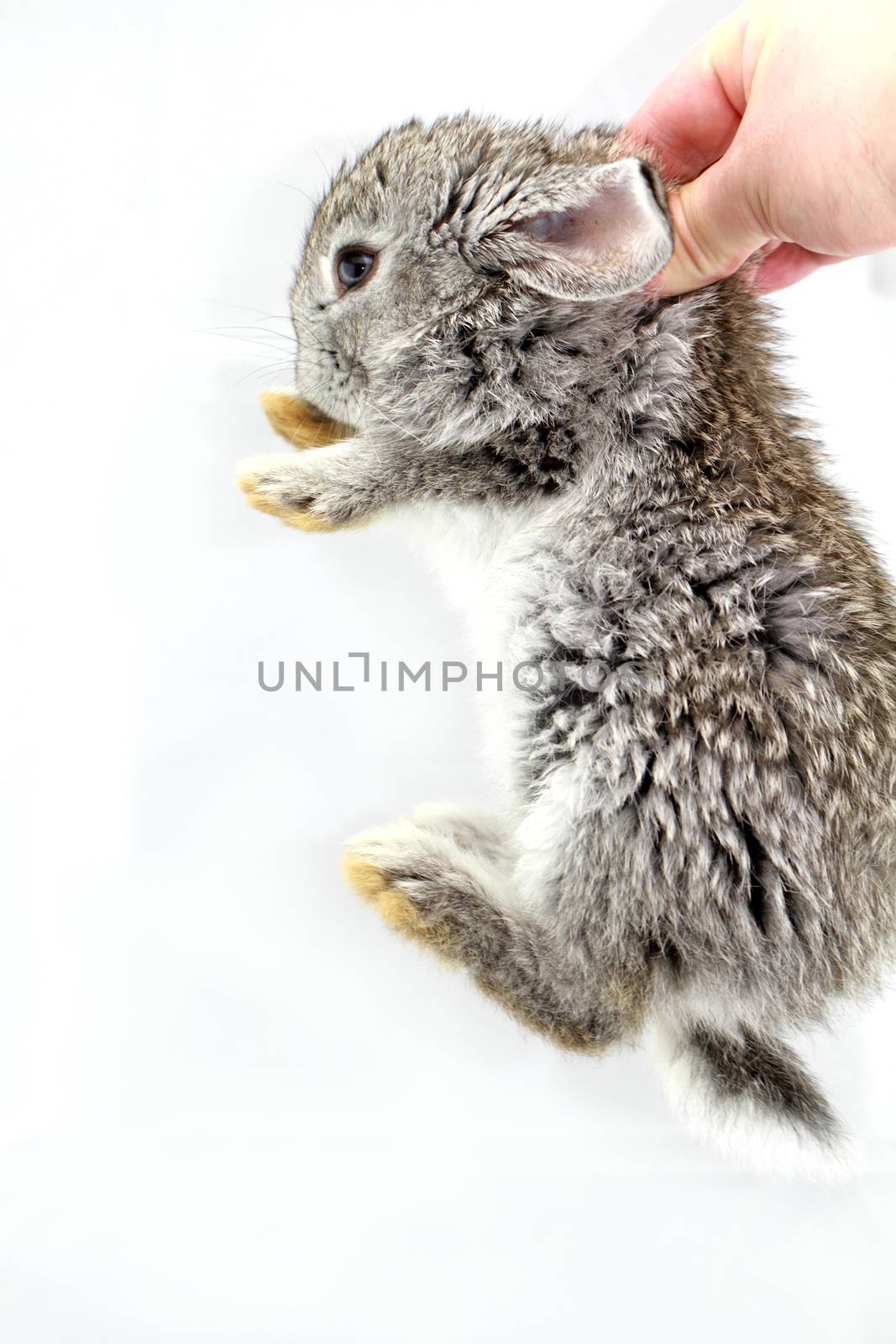 Cute gray rabbit isolated on white background