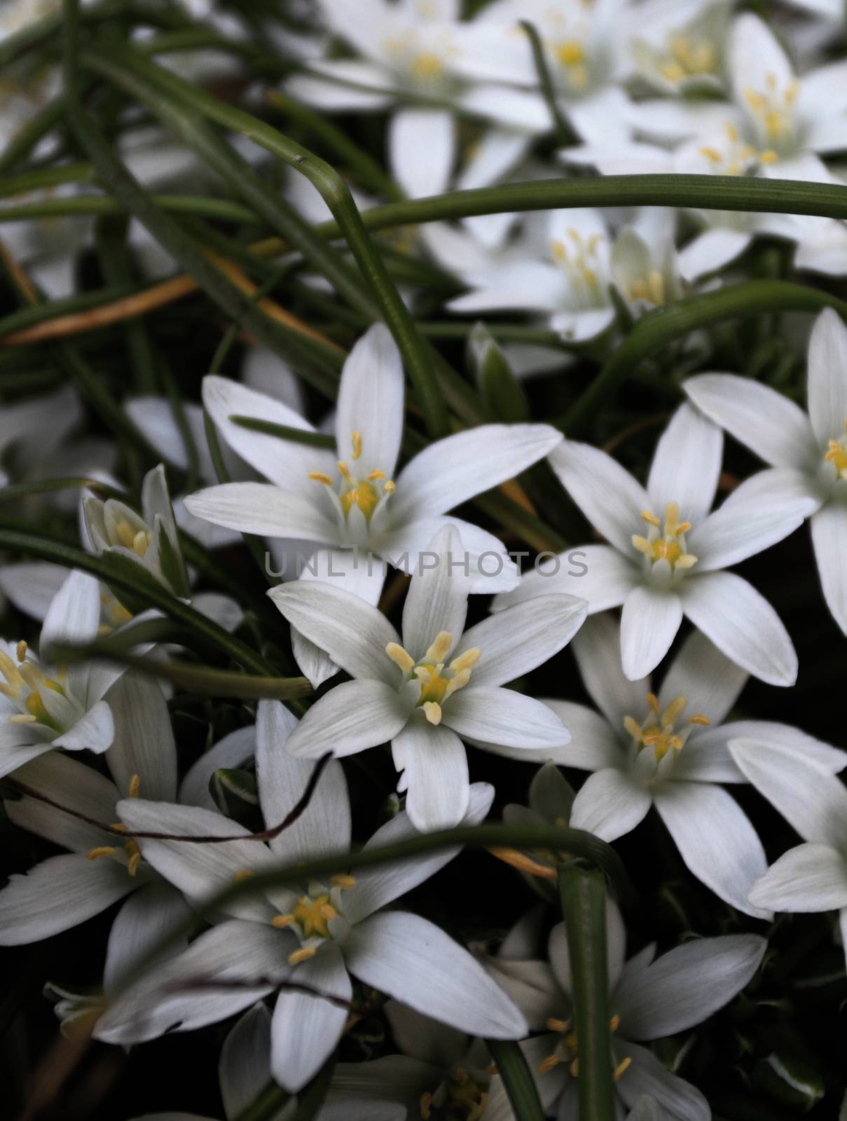 Close up photo of beautiful white flowers in the grass
