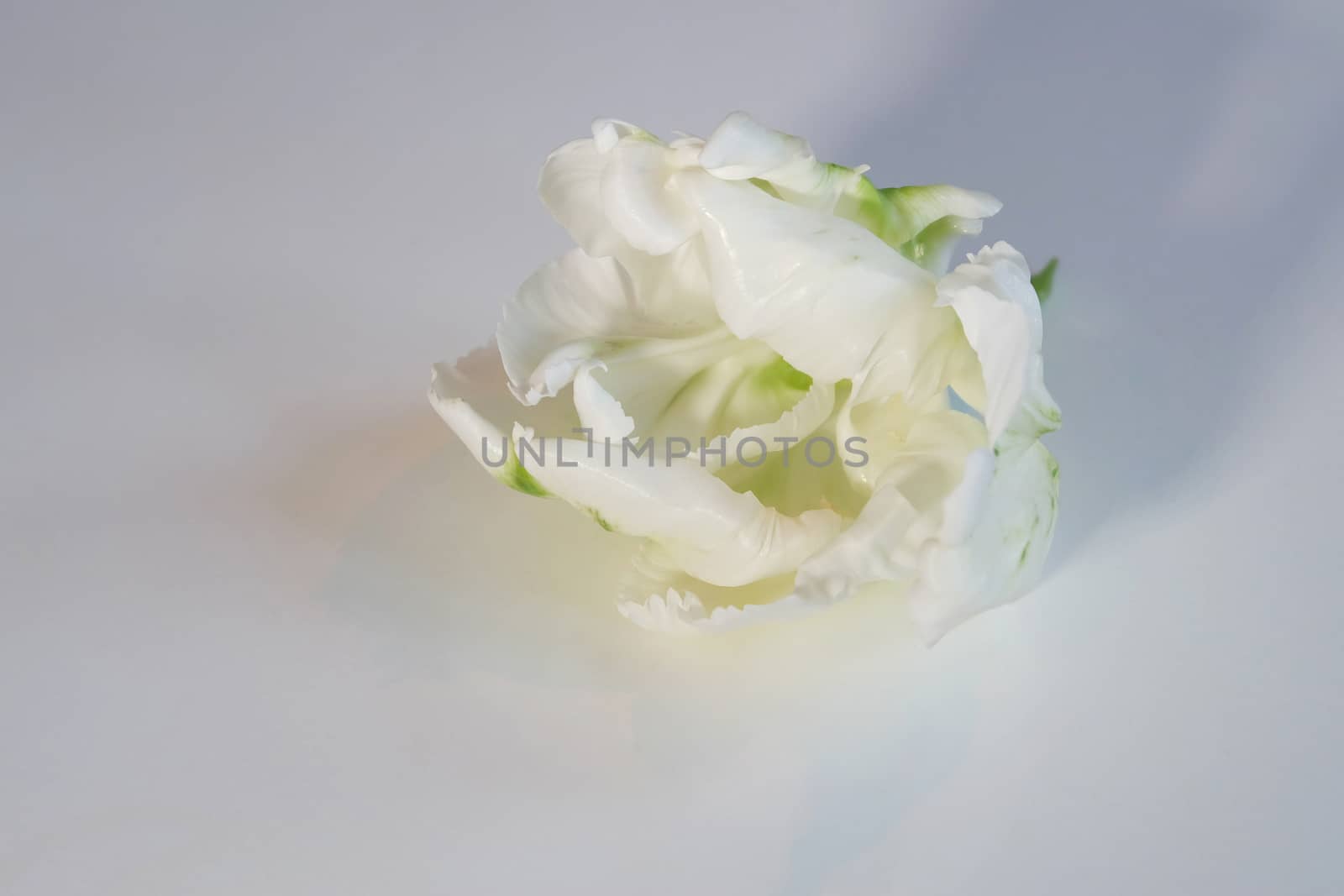 White and green parrot tulip
