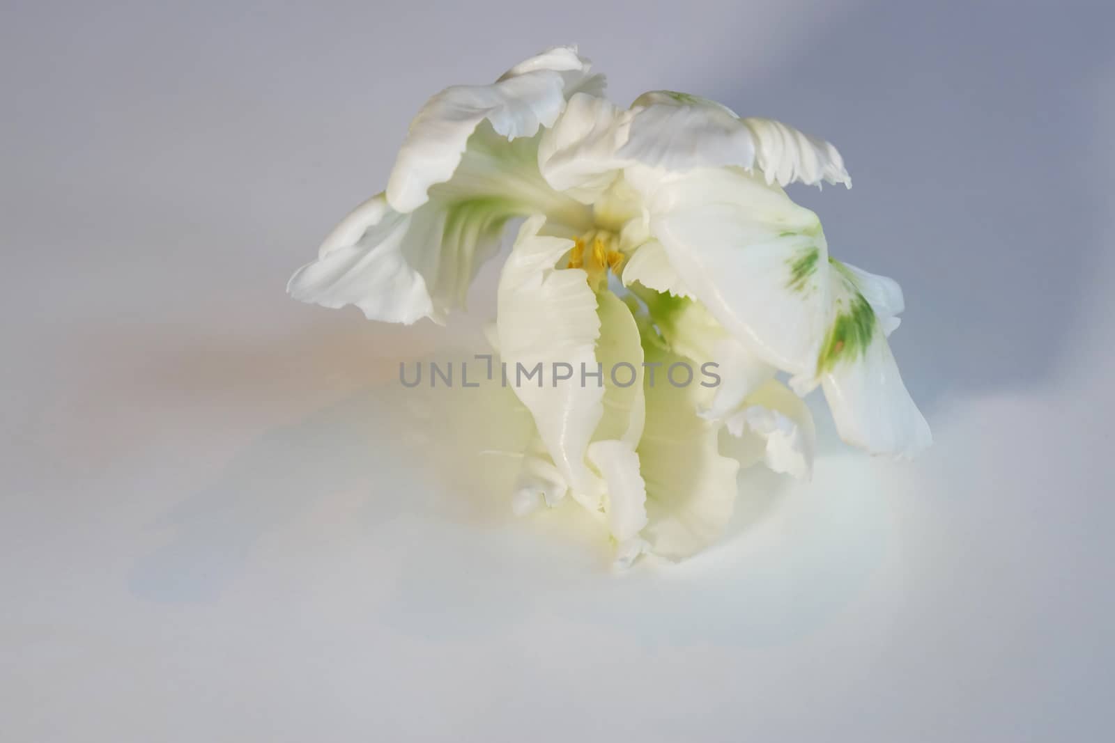 White and green parrot tulip