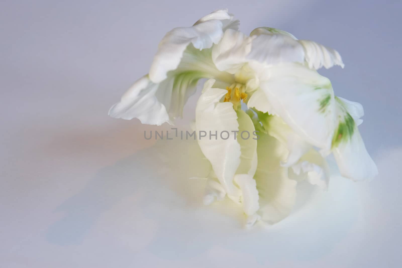 White and green tulip by mmm
