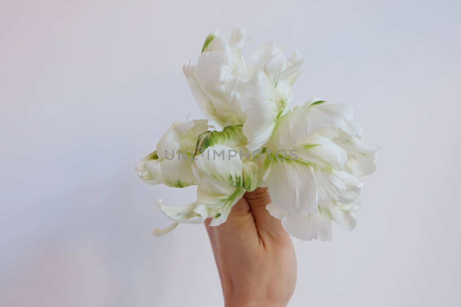 Holding white and green parrot tulips
