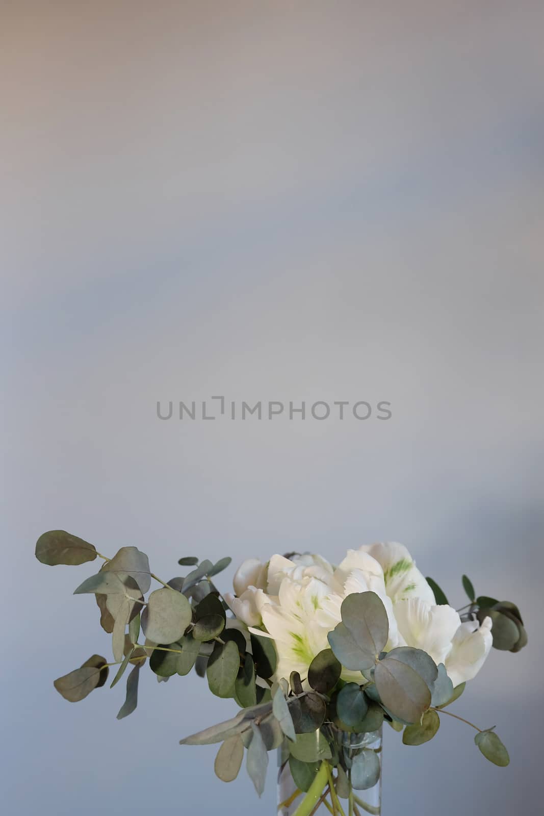 Bouquet of white parrot tulips and eucalyptus in a vase